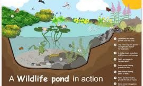 Poster showing the inside of a wildlife pond